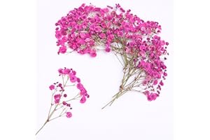 LYFORTZY 30 Pcs Fuchsia Baby's Breath Real Dried Pressed Flowers.Vacuum-Packed Mini DriedBaby's Breath Flowe Specimen +1 Tweezers, for Resin Art /DIY Making Wedding Card/ Home Party Decor.