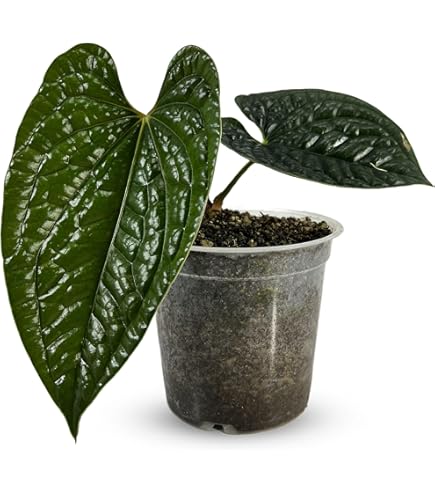 Amazon.com: LEAL PLANTS ECUADOR Anthurium Draconopterum| Lush Green Indoor  House Plant | Large Elephant Ear Leaves | Air-Purifying Low-Light  Houseplant | Exotic Tropical Anthurium for Home Decor : ,