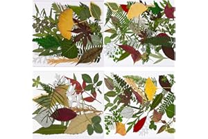 Pressed Plant Specimens Set 120 Real Dried Leaves Craft Materials for Resin Projects Sustainable Craft Decorations Art Materi