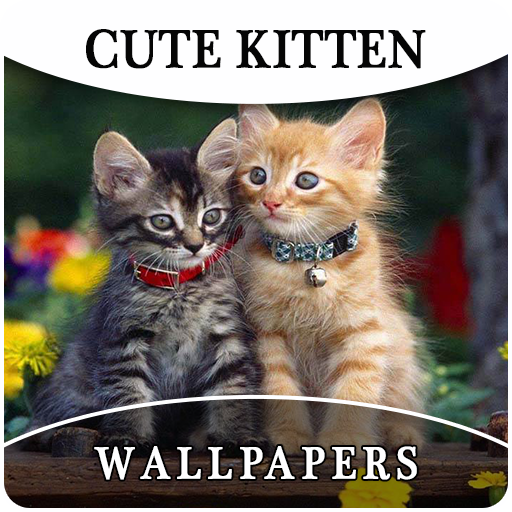 Cute Kitten HD Wallpapers And Background - Thumbnail 5