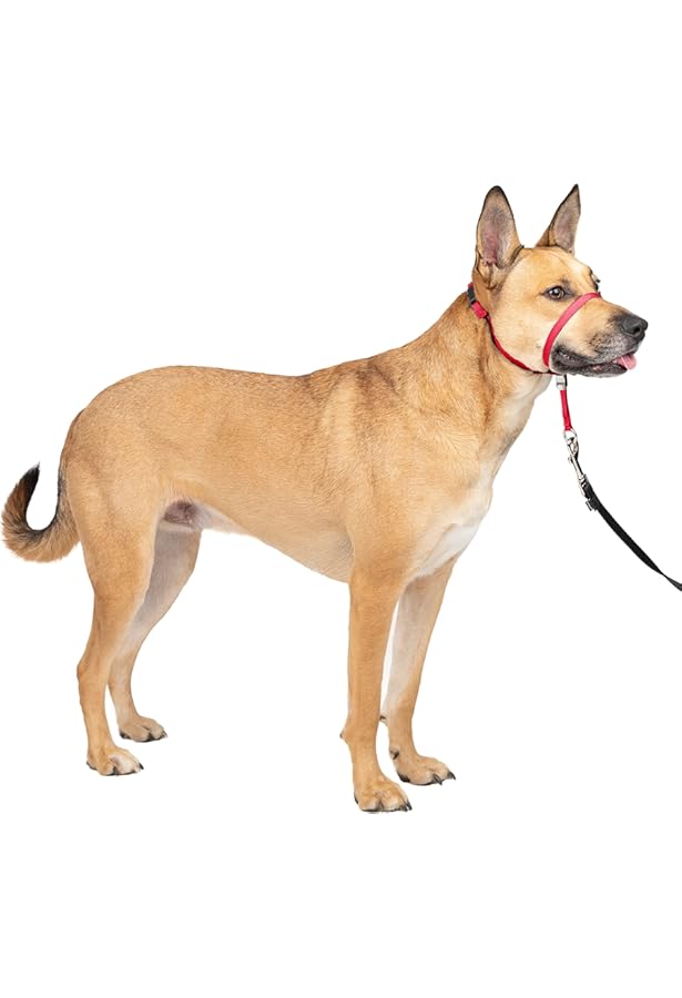 side walker dog collar