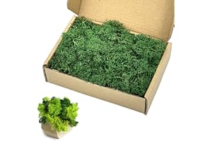 Pextian 3OZ Preserved Moss for Crafts, Reindeer Moss for Potted Plants Green Decorative Moss for Fairy Gardens Terrariums Wedding Floral DIY Art Project Wall Table Centerpiece Decor