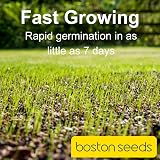 Boston Seeds Fast Growing Grass Seed 20kg Hard Wearing Lawn Seed view 3