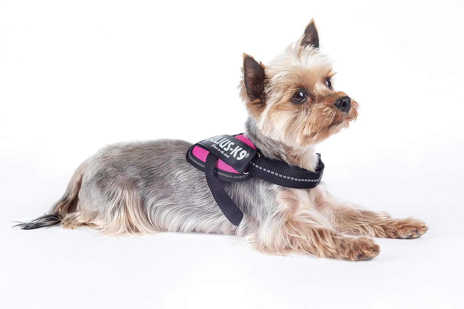 julius k9 harness baby 2