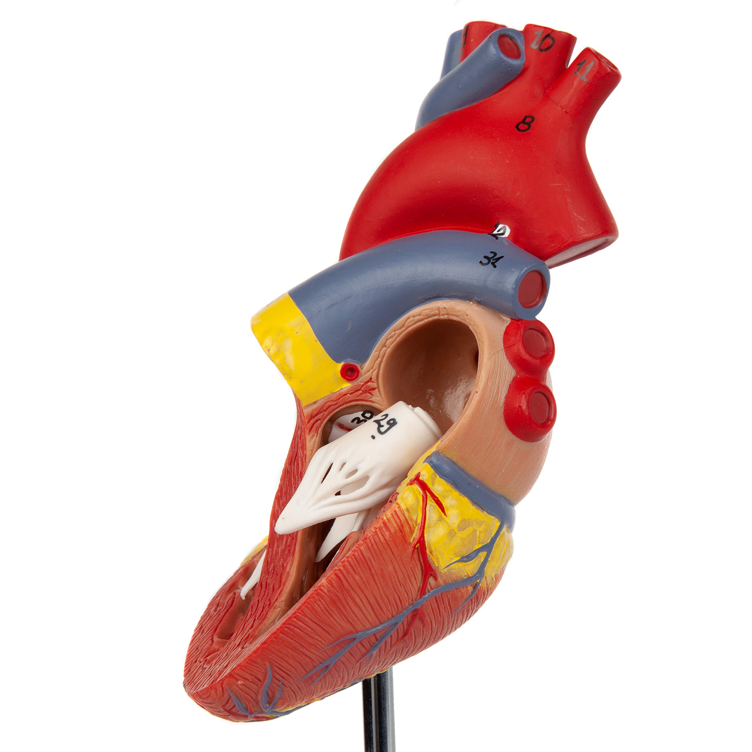 Axis Scientific Life-Size Human Heart Model, 2-Part Magnetic Design, 34 Labeled Structures, Mounted Base, Anatomy Study Manual