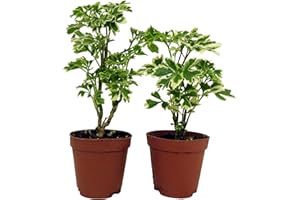 HIRT'S GARDENS Snowflake Ming Aralia Bonsai Tree - Polyscias fruticosa - 2 Pack in 2" Pots