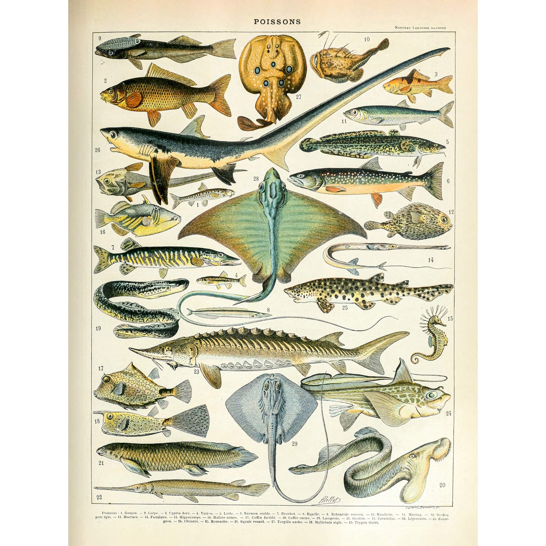 Artery8 Millot Encyclopedia Page Sea Fish Variety Premium Wall Art Canvas Print 18X24 Inch