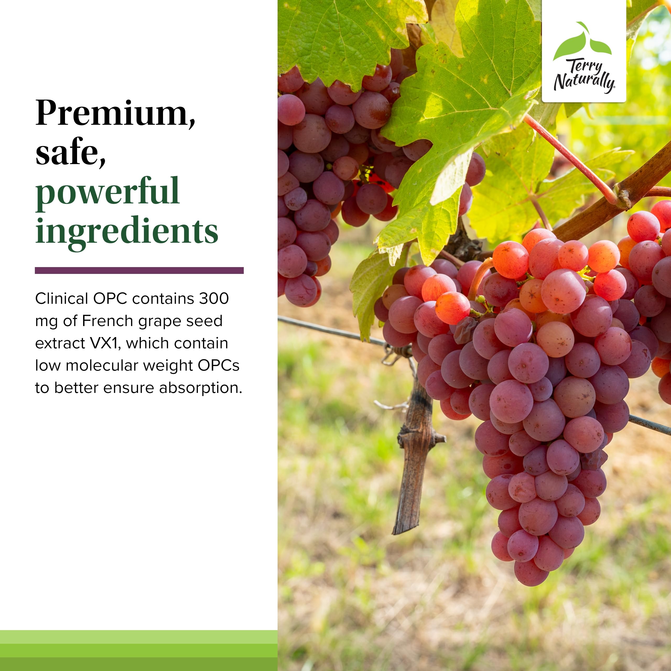 Terry Naturally Clinical OPC - Cardiovascular Health & Focus Support Supplement - Dietary Supplement with Grape Seed Extract & Sunflower Lecithin - Immune Support Supplement - 300 mg, 60 Capsules