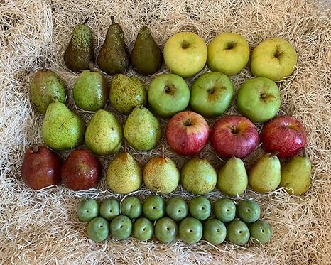 Caja Toda Nuestra Fruta 5 kilos: Amazon.es: Alimentación y bebidas