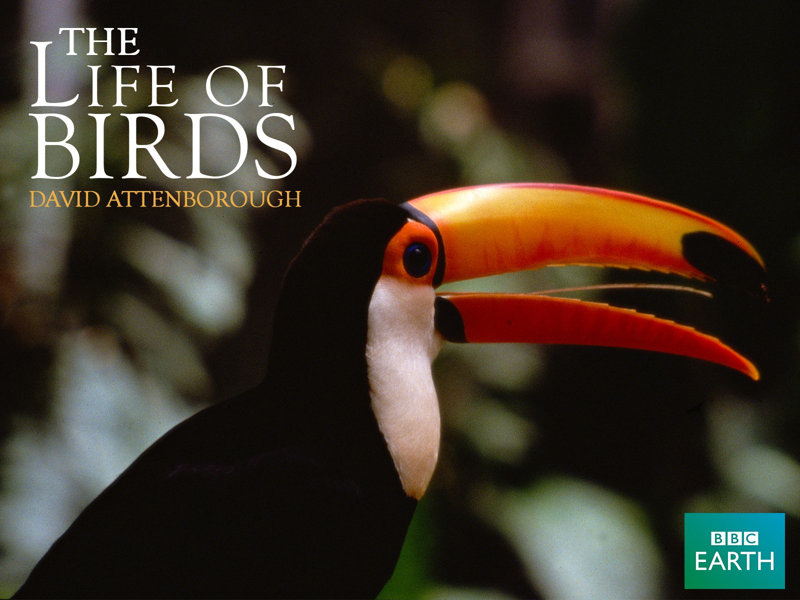 Watch Life of Birds Season 1 Prime Video