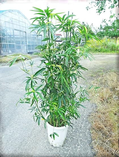 Amazon 稀少 斑入りシェフレラ アンガスティフォリア 160cm前後 10号プラ鉢 観葉植物通販アジアンファーム 観葉植物 通販