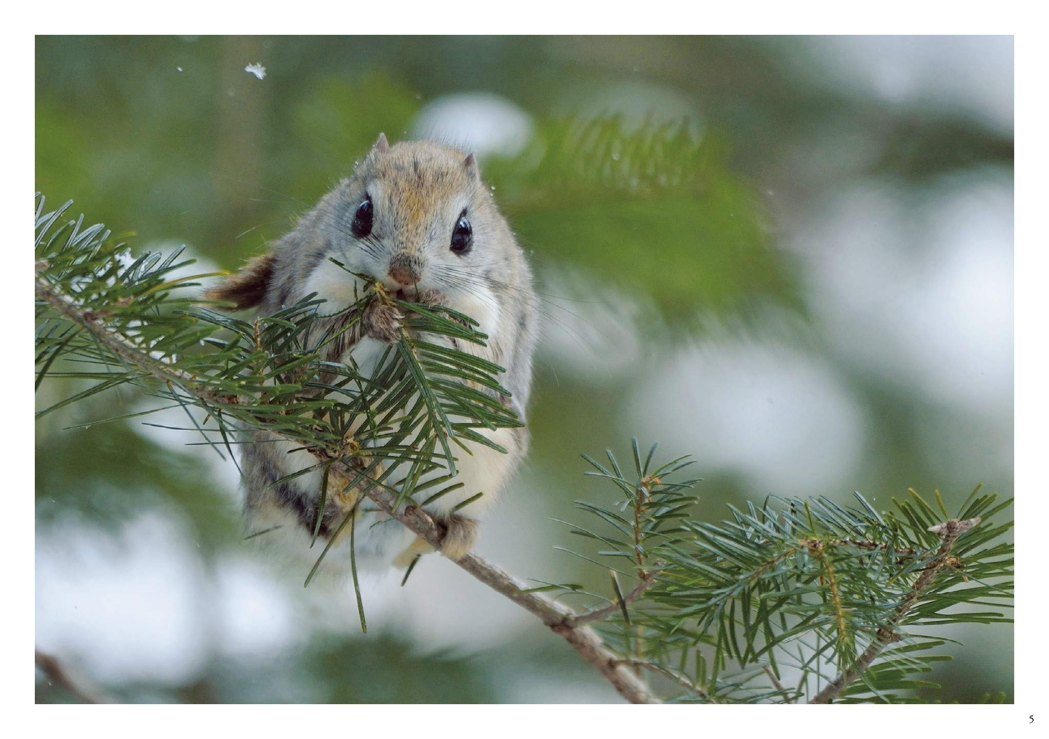 モモンガだモン 北の森からのメッセージ 太田達也 本 通販 Amazon