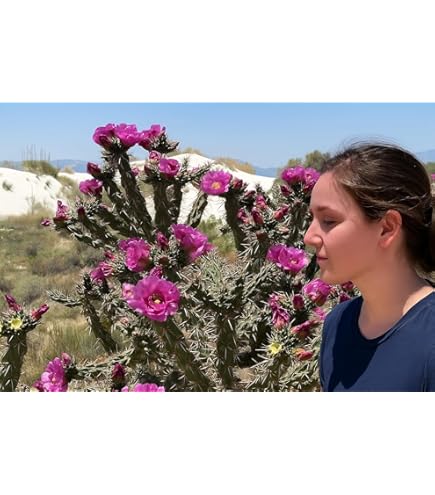 Nala ナラ　Cactus all in one Amazon.com : BubbleBlooms Opuntia ficus-Indica, Prickly Pear