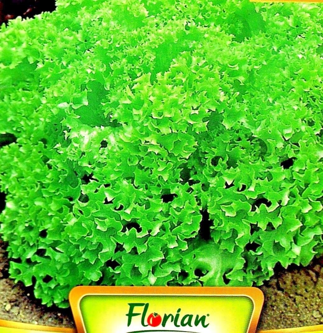 LETTUCE - LOLLO BIONDA - GREEN CURLY - 2400 HIGH QUALITY VEGETABLE SEEDS /191