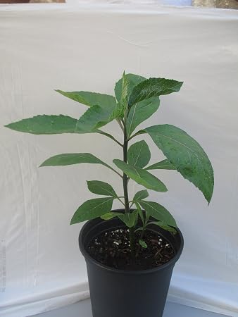 Bitter Leaf Plant â Vernonia amygdalina. Great Herbal Medicinal Health Benefits And Nutritional Value. Rich In Vitamins. Fresh Leafy Greens Vegetable Used For Soup, Stew, Tea, Salad, Juice And Drinks.