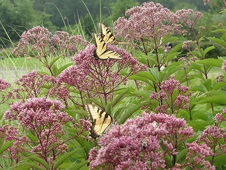 200 Doux Joe Pye Weed Vanille Parfumée Graines De Fleurs