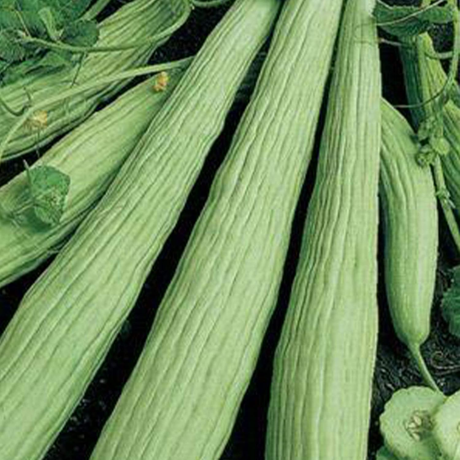 Organic Armenian Cucumber Seeds 1 g 18 Seeds Organic