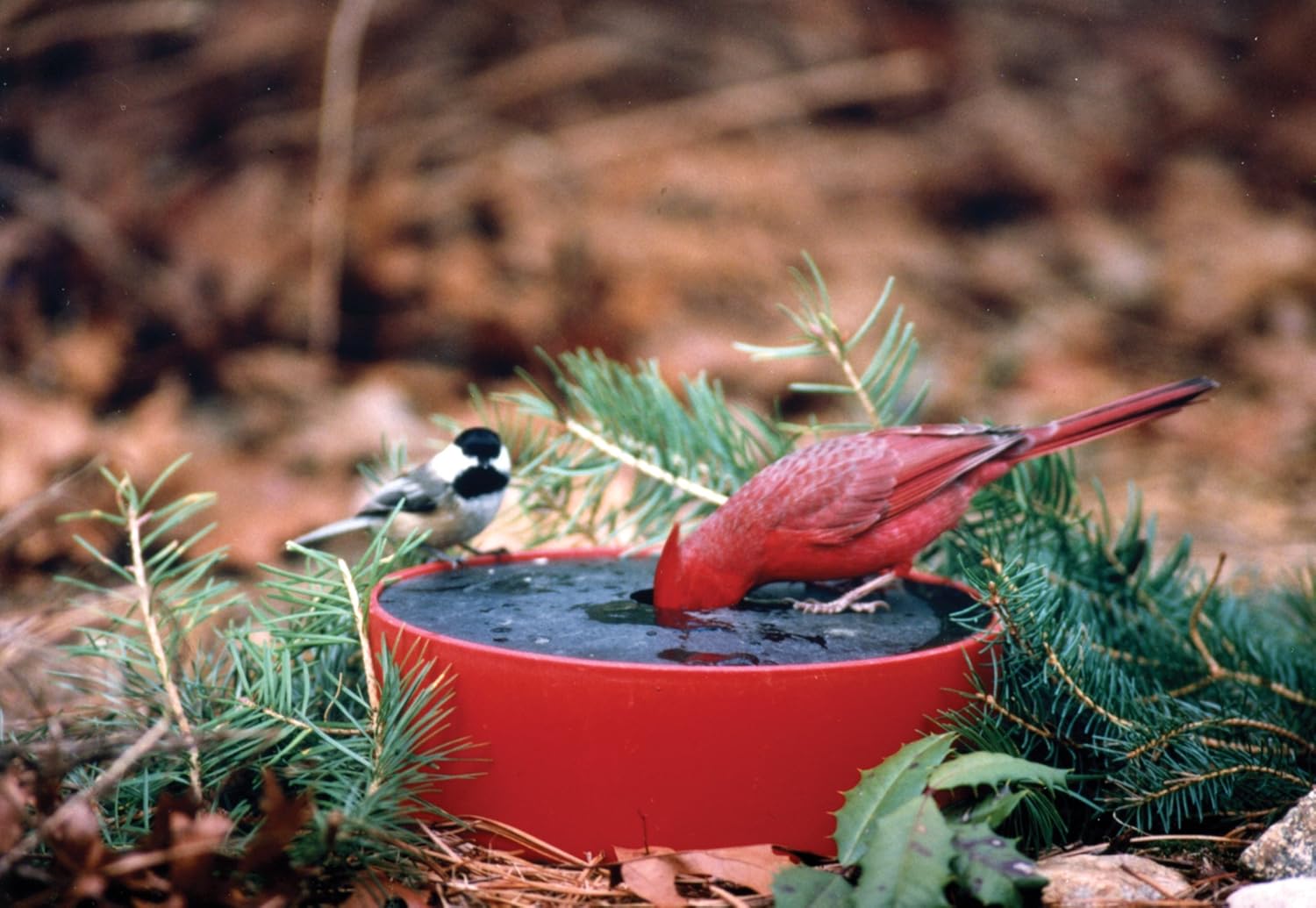 Amazoncom Happy Bird DLXSS Deluxe Wild Bird Solar Sipper