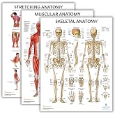 Anatomy Lab Stretching, Muscular, and Skeletal Human Anatomy Poster Set - 3 PACK LAMINATED, 17.3 x 22.5 Inches, Detailed Skeletal System and Muscle Chart Anatomy Poster