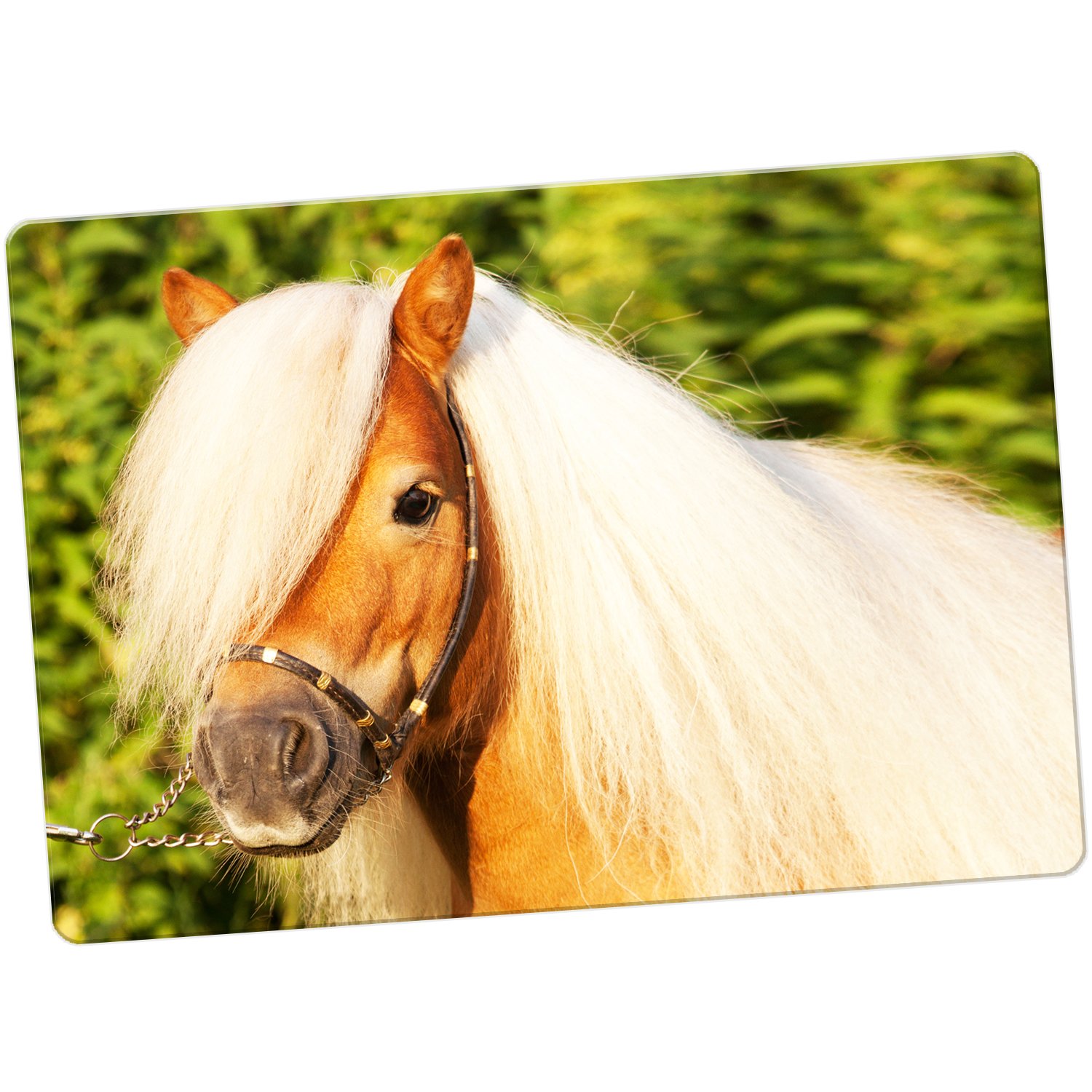 Pony y poni de las Shetland imán para nevera, Stunning Brown ...