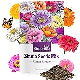Groundio Zinnia Seeds Mix, 1 Oz, Over 3,000 Flowers