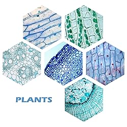 Prolee 200 Packs Microscope Slides, 100 Plants