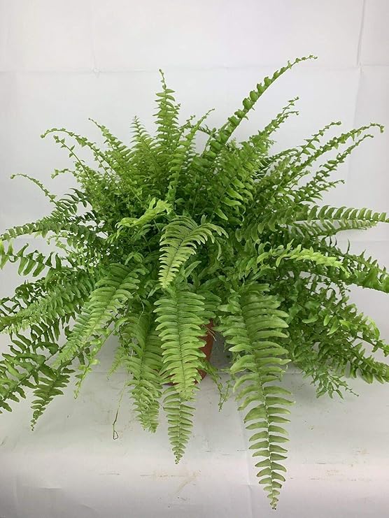 Boston Fern House Office Indoor Plant Nephrolepis 17cm Pot Large Plant