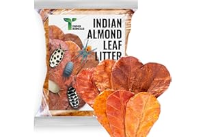 TENDER TROPICALS Leaf Litter for Isopods Vivarium Indian Almond Leaves , Tarantulas, Spiders, Crickets Millipedes & Reptiles – 80pcs Natural 4" Dried Catappa Leaves for Bioactive Terrariums,Aquariums & Habitat
