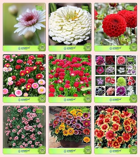 Creative Farmer Flower Seeds : Plant Seeds For All Season Combo Chrysanthemum, Dahlia -Beauty, Dahlia -Pompon, Daisy-Double, Daisy- Red, Dianthus-Baby Doll, Dianthus-Scarlet Red and Others -2 Packs