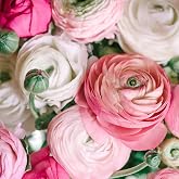 Ranunculus Pastel Mix - Persian Buttercup Bulbs (Not Seeds) - 10 XL Bulbs