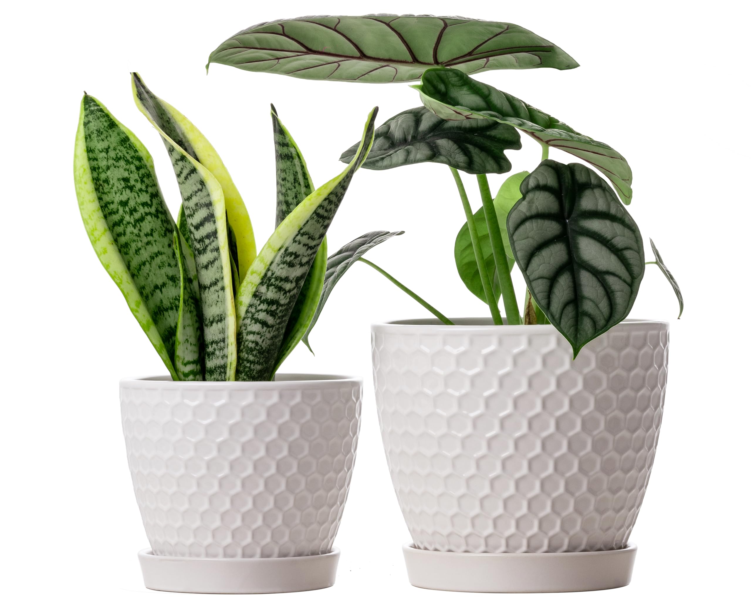 Photo 1 of Docrin Ceramic Plant Pots Indoor, 6.6 + 5.5 Inch Flower Pots with Drainage Holes and Saucer for Plants, Set of 2, Milky White Honeycomb