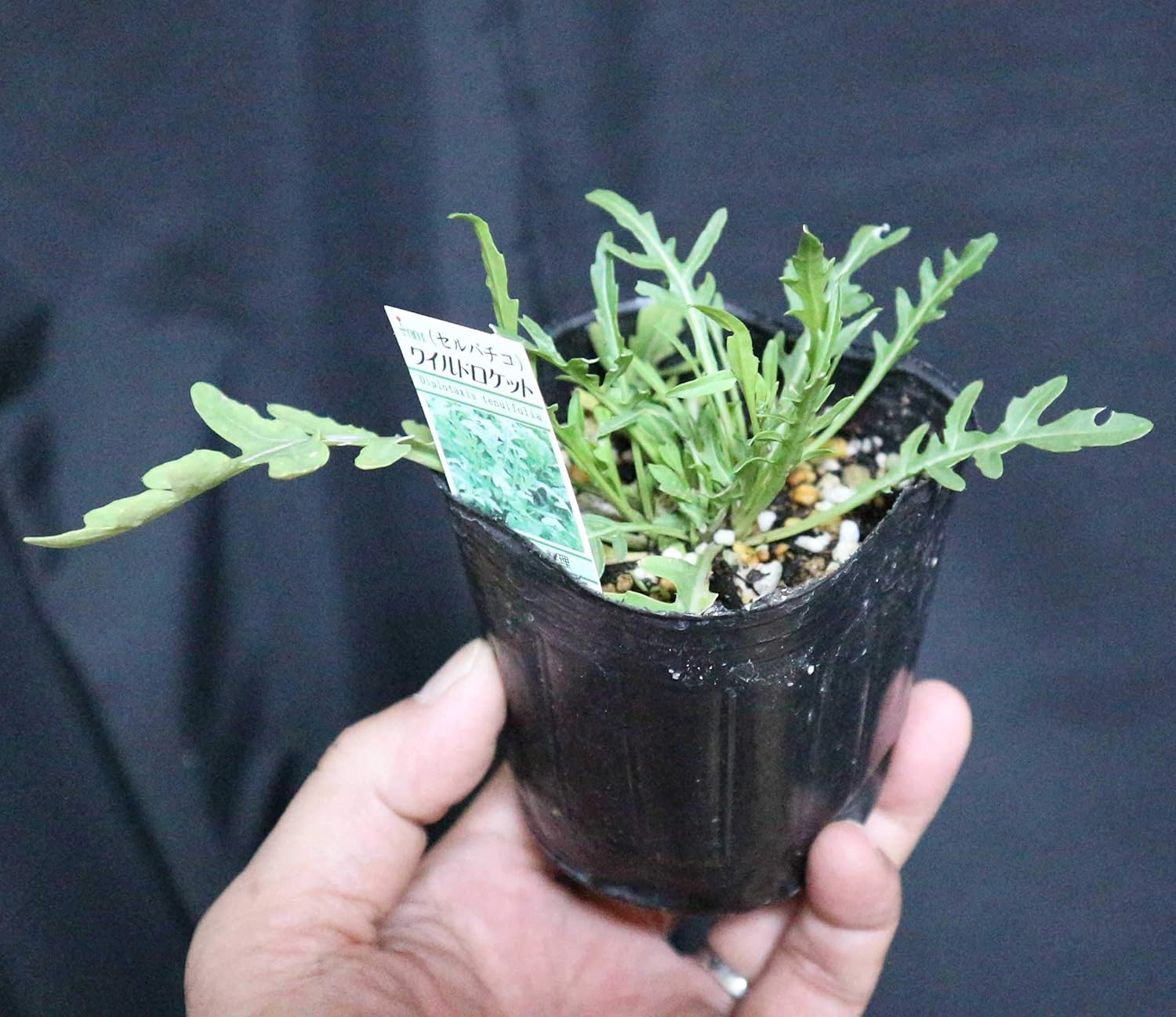 Amazon ルッコラセルバチコ ワイルドルッコラ 多年草ルッコラ 品種で選べるハーブ苗9cmポット 3個セット 通年植付け可能 鉢