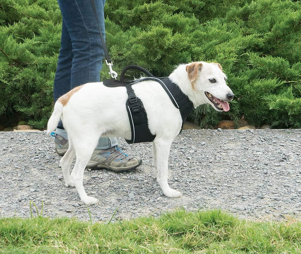 PetSafe EasySport Harness, Durable Padded Fabric, Adjustable Elastic Neckline - Image 3