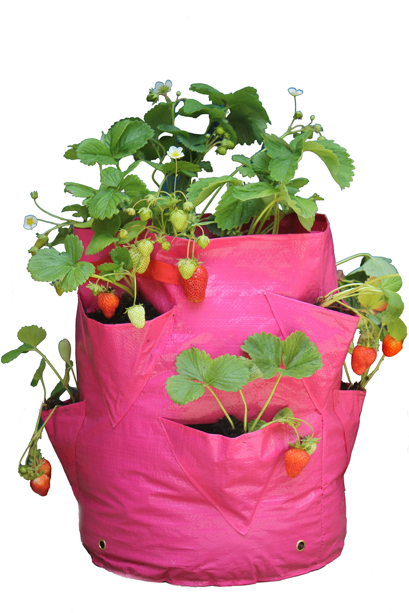 Haxnicks 2 x Reusable Strawberry And Herb Garden Planters | Tall Grow Bag Planters With Pockets To Grow Strawberries | Instant Portable Herb Garden | Pack Of 2, 35 x 35 x 45 cm | Planter110101