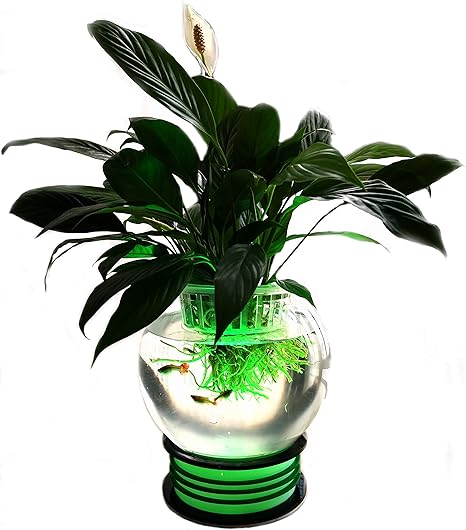 aquaponics fish bowl