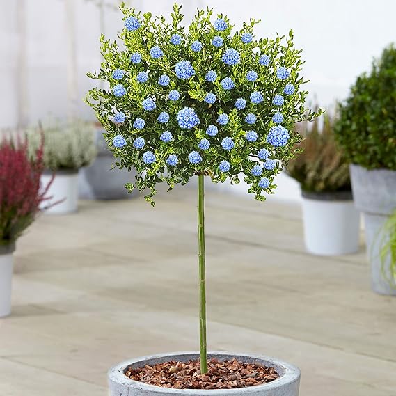 Ceanothus Victoria Tree Evergreen Ornamental Trees for Small Gardens Vibrant Potted