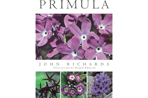Primula