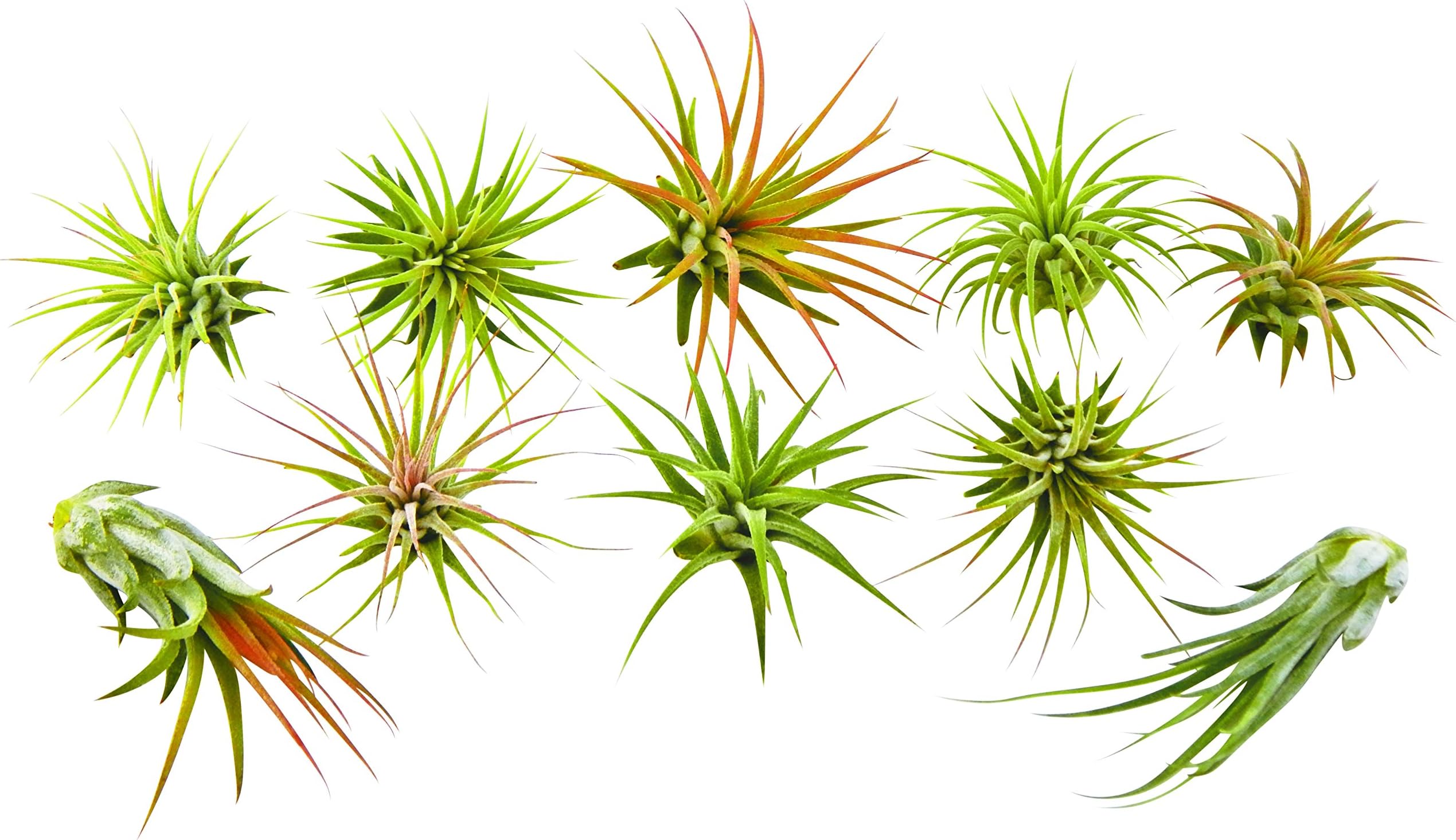 10 pc Tillandsia Air Plants Ionantha Varieties