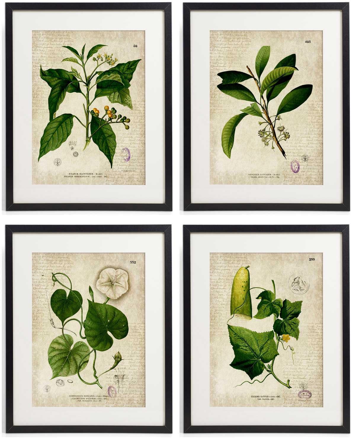 IDIOPIX Vintage Botanical Floral Print Art Home Wall Art Set of 4 Prints UNFRAMED No.6