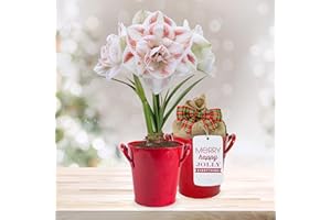 GSB GARDEN STATE BULB Garden State Bulb Galaxy Nymph Double Amaryllis Bulb Gift Kit, 26/28cm (Red Planter)