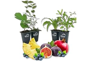 WEKIVA FOLIAGE Patio Fruit Plant Variety Pack - 4 Live Starter Plants - One Each of Fig Tree, Blueberry, Pineapple, and Pomegranate - Grower's Choice Starter Plants for Your Edible Garden