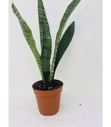 is zz plant a succulent ZZ Plant — Green Acres Nursery & Supply main image 1