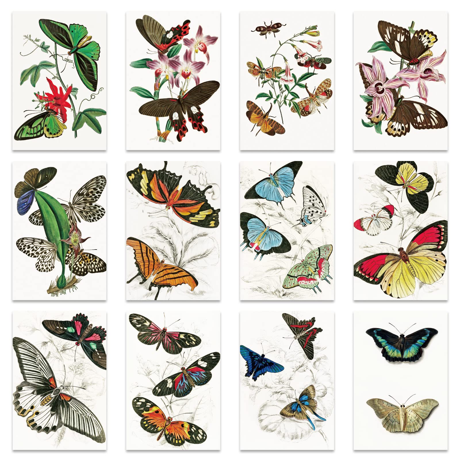 Berkin Arts 12 All Occasion Classic Art Greeting Cards Gift Cards Bundle with 12 Envelopes, Flower Floral Butterfly Assorted Miscellaneous Designed, Sympathy Cards, Baby Shower Cards, Colorful