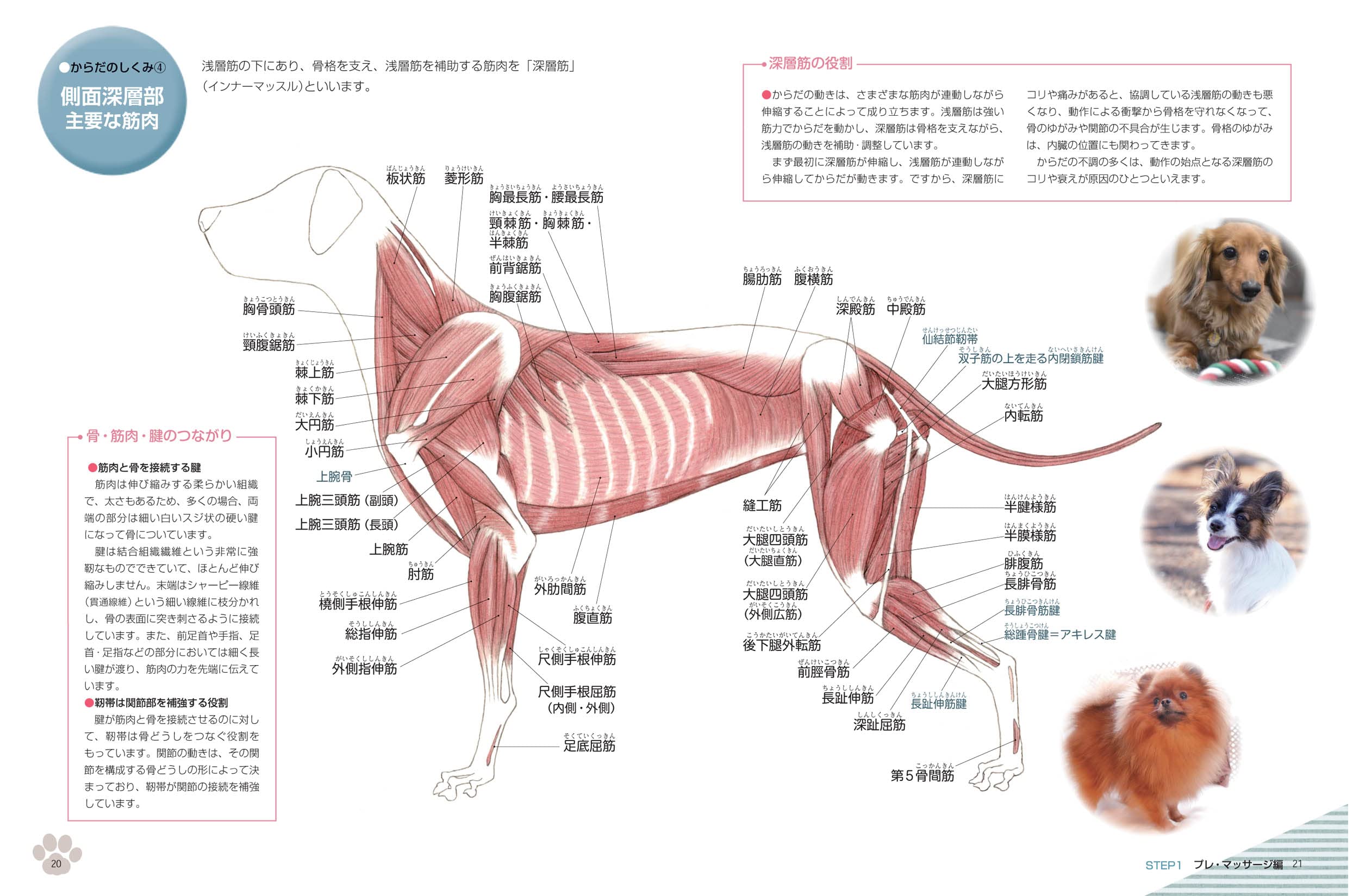 改訂版 メンテナンスドッグマッサージ 基礎編 櫻井裕子 本 通販 Amazon