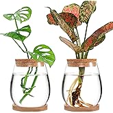 Biggun Plants Propagation Station - 2Pcs Desktop Plant Terrarium Glass Hydroponic Vases, Water Plant Jars, Gardening Gifts for Women Mom Plant Lovers (Water Drop Shape, Separated Tray Style)