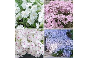 1000+ Creeping Phlox Seeds for Planting - Bright Phlox Seeds Creeping Perennial