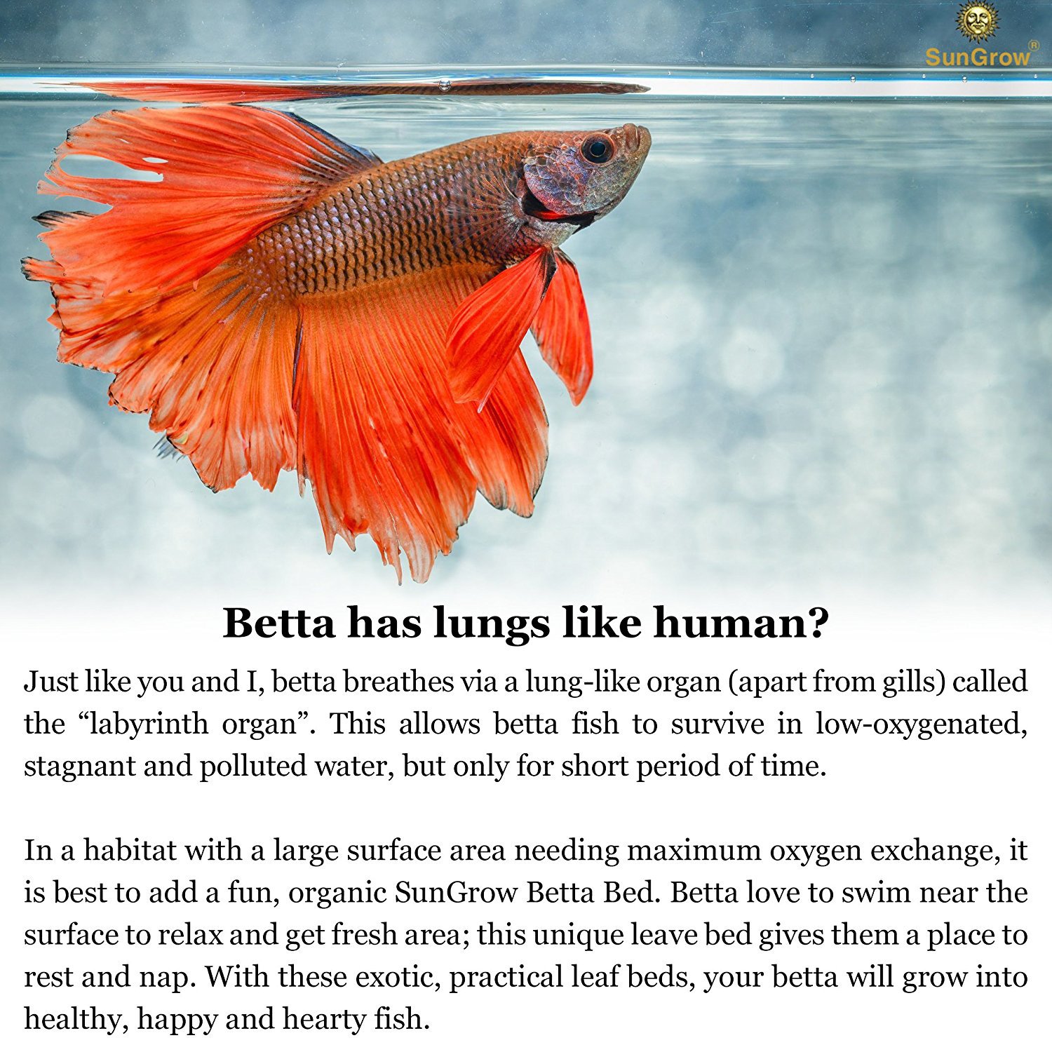 Betta Bed Kit (6 Beds + 2 Suction Cups) by Sungrow - Non-plastic, BPA-Free Hammock - Natural, Organic, Comfortable Rest Area for Fish Aquarium - Improves health by Simulating Betta\'s Natural Habitat