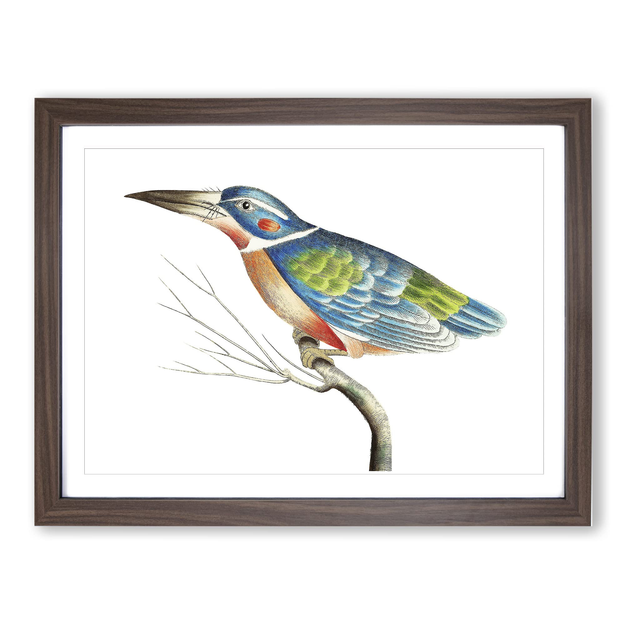 A Blue Kingfisher By George Shaw Vintage Framed Wall Art Print, Ready to Hang Picture for Living Room Bedroom Home Office Décor, Walnut A4 (34 x 25 cm)