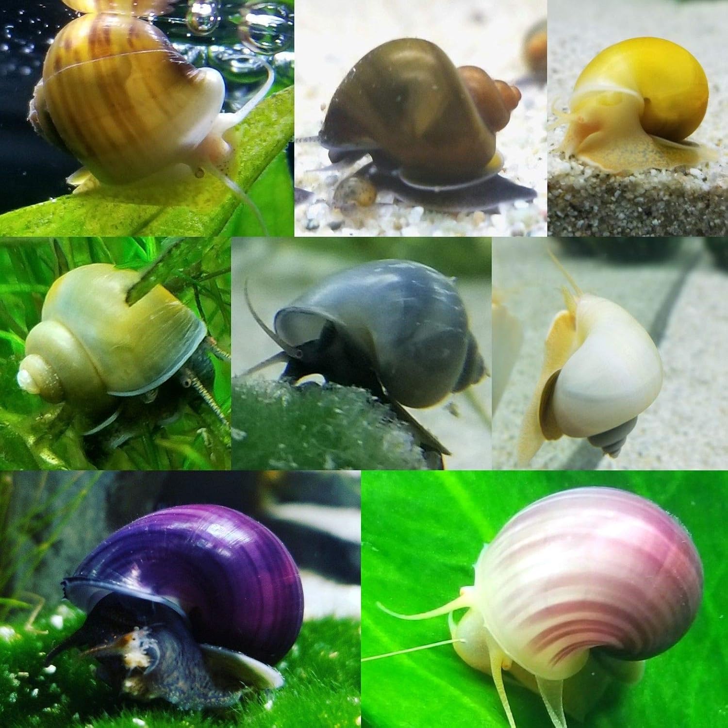 freshwater snails for fish tank