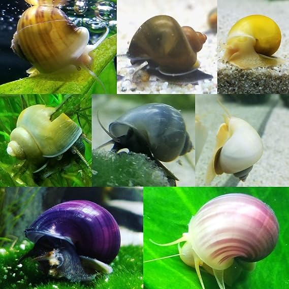 Amazon Com 8 Mystery Snails 8 Live Aquarium Snails Purple Blue More Pet Supplies